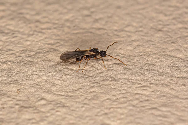 Mały Dorosły Mężczyzna Grzyb Rosnący Mrówka Rodzaju Cyphomyrmex — Zdjęcie stockowe