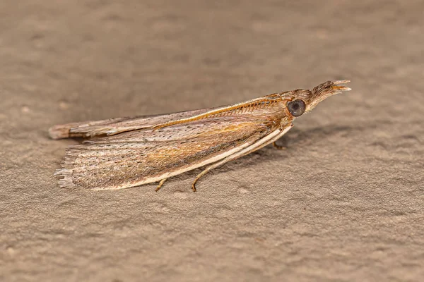 Moth Pyralidae Dla Dorosłych Rodziny Pyralidae — Zdjęcie stockowe