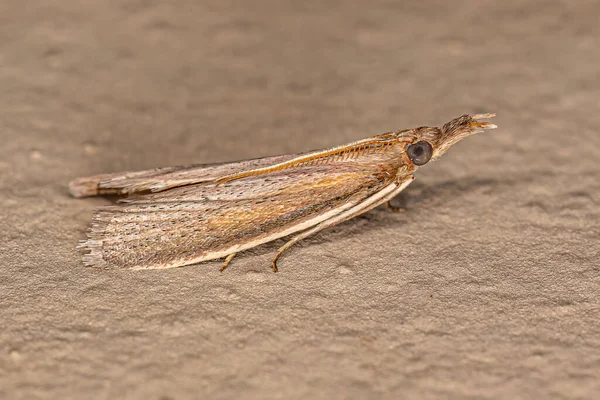 Adulto Pyralid Snout Traça Família Pyralidae — Fotografia de Stock