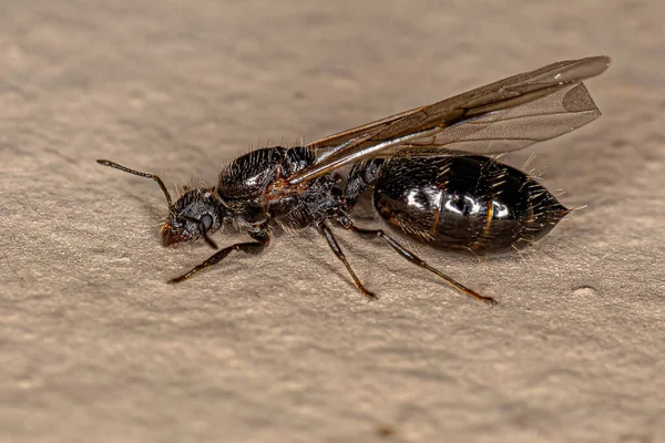 Adult Female Cocktail Ant Genus Crematogaster — Stock Photo, Image
