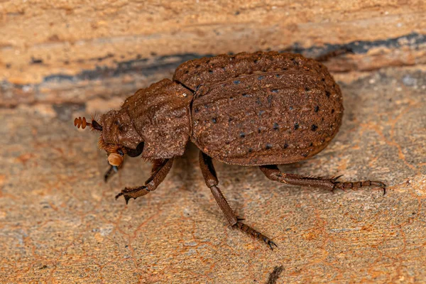 Adult Hide Beetle Species Omorgus Suberosus — 스톡 사진