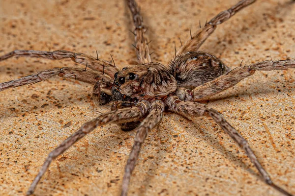 Adult Male Wolf Spider Family Lycosidae — Fotografia de Stock