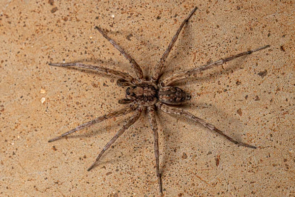 Adult Male Wolf Spider Family Lycosidae — Stock Photo, Image