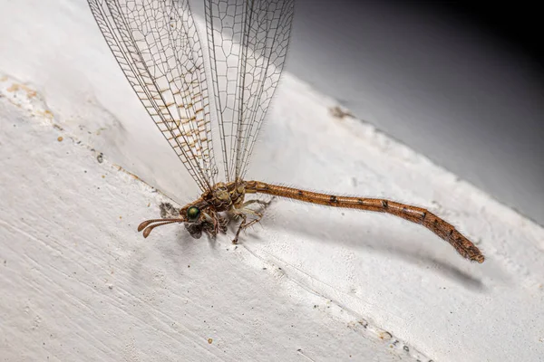 Dospělý Antiptický Hmyz Čeledi Myrmeleontidae — Stock fotografie