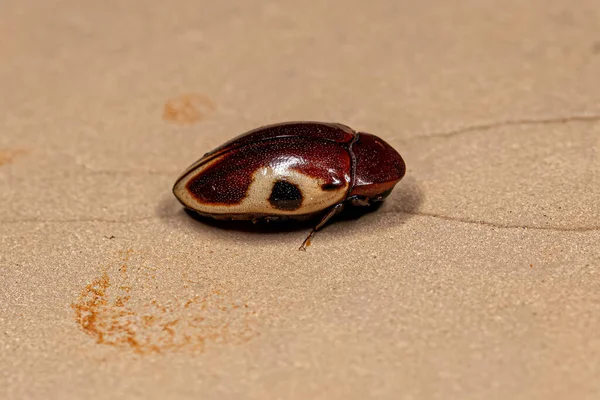 Chelonarium Ornatum Türünün Yetişkin Kaplumbağa Böceği — Stok fotoğraf