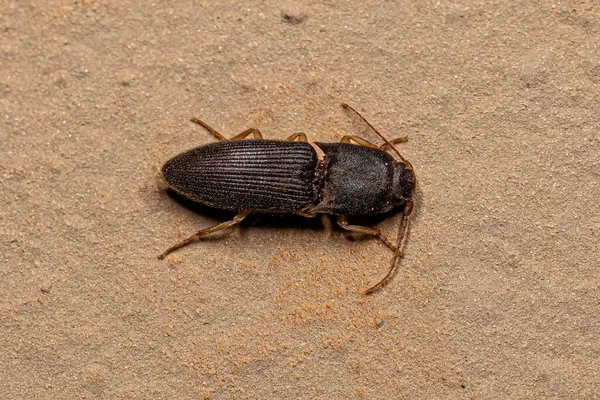 Adult Click Beetle Family Elateridae — 스톡 사진