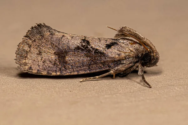 Adult Grass Tubeworm Moth Genus Acrolophus — Stock Photo, Image