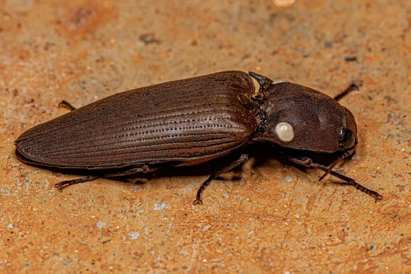 Adult Fire Click Beetle Tribe Pyrophorini — Stock Photo, Image