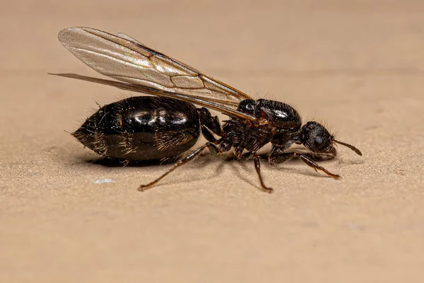 Adulto Feminino Cocktail Ant Genus Crematogaster — Fotografia de Stock
