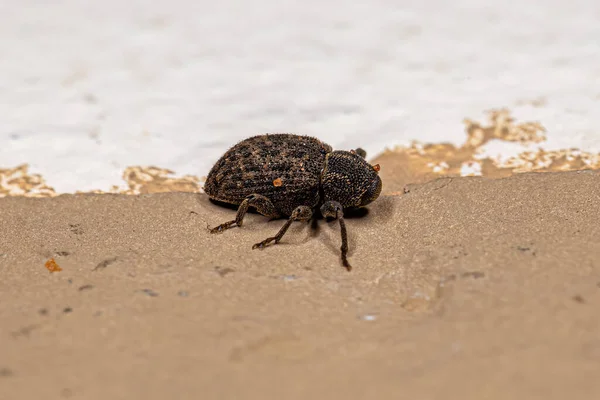 Истинное Зло Семьи Curculionidae — стоковое фото