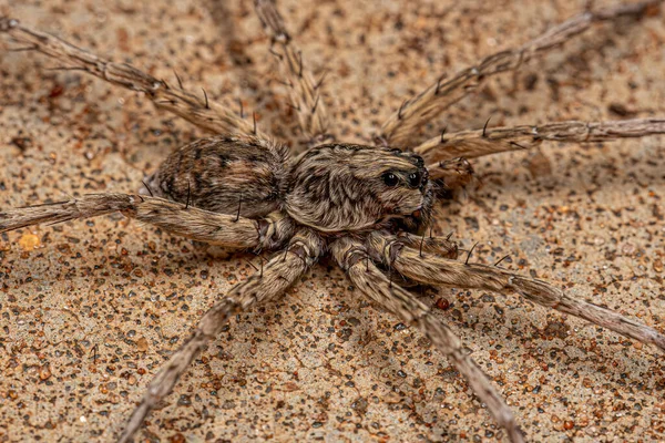 Дорослий Вовк Павук Родини Lycosidae — стокове фото