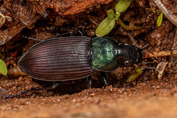 Neoaulacoryssus Speciosus Fajhoz Tartozó Kifejlett Szárazföldi Bogár — Stock Fotó