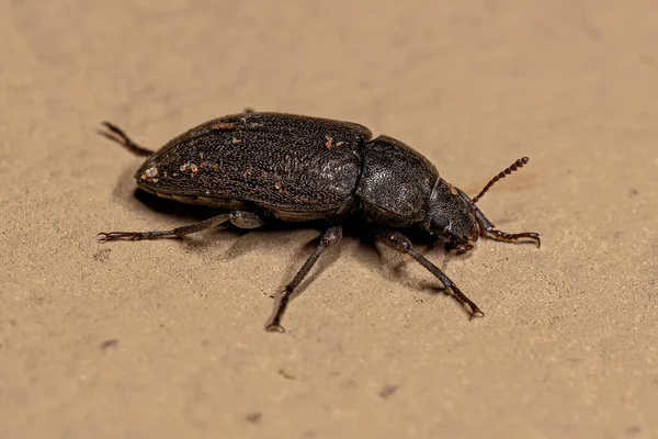 Adult Darkling Beetle Stammen Epitragini — Stockfoto