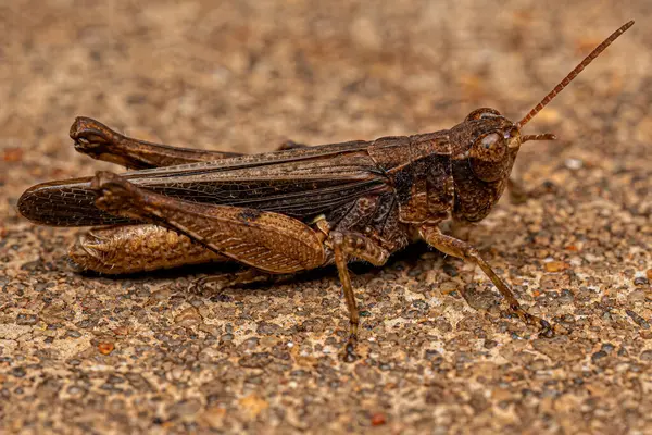 Adult Stridulating Slant Face Grasshopper Της Φυλής Orphulellini — Φωτογραφία Αρχείου