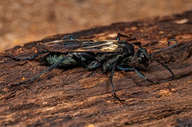 Pepsis cinsinden Yetişkin Tarantula şahini eşekarısı
