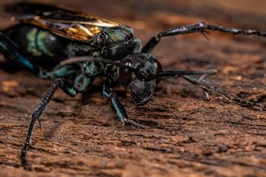 Pepsis cinsinden Yetişkin Tarantula şahini eşekarısı