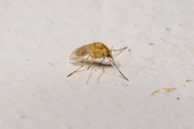 Chironomidae ailesinin ısırmayan yetişkin Midge 'i.