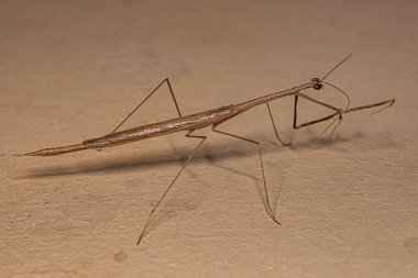 Adult Thespid Mantis of the Genus Thesprotia