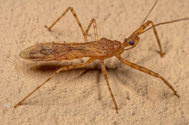 Heza cinsinin Yetişkin Suikastçi Böceği