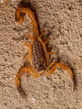 Tityus serrulatus türünün küçük Brezilyalı dişi sarı akrebi