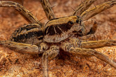 Adult Male Wolf Spider of the Family Lycosidae
