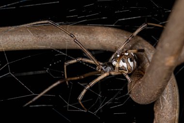 Dişi Yetişkin Kahverengi Dul Latrodectus Geometriksi