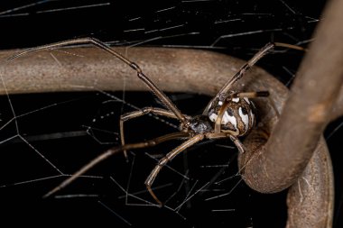 Female Adult Brown Widow Spider of the species Latrodectus geometricus clipart