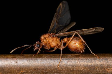 Yetişkin Kanatlı Erkek Akromyrmex Yaprak Kesici Akromyrmex Karınca