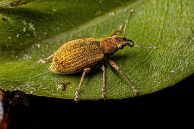 Yetişkin Geniş Burunlu Naupactini kabilesinin Buğday biti