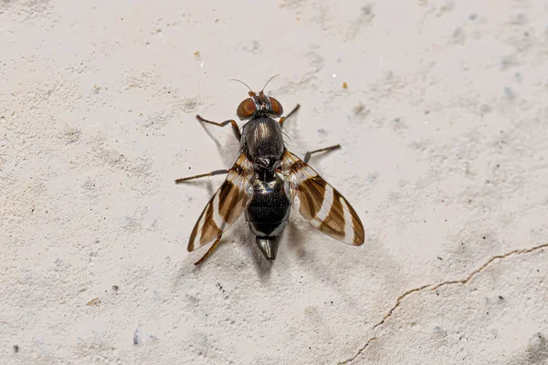 Adulte Fliege Der Familie Ulidiidae — Stockfoto