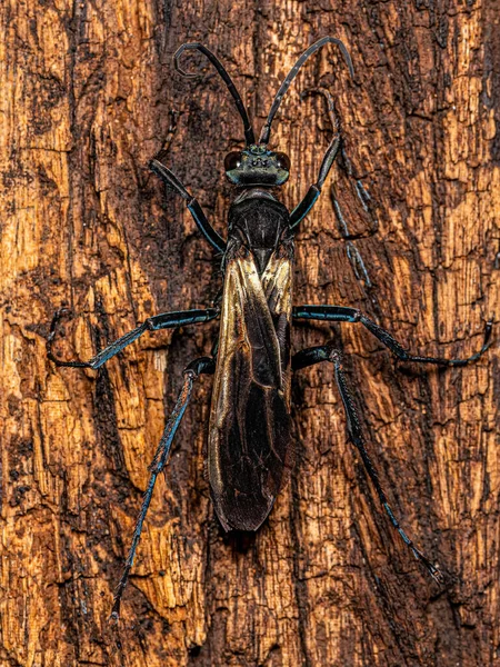 Ενηλίκων Tarantula Hawk Σφήκα Του Genus Pepsis — Φωτογραφία Αρχείου