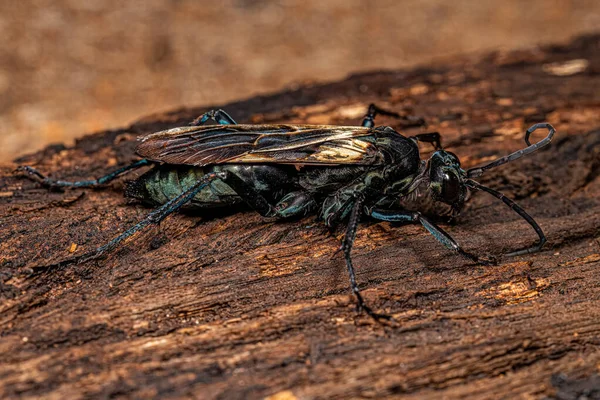 Tarántula Adulta Halcón Avispa Del Género Pepsis — Foto de Stock