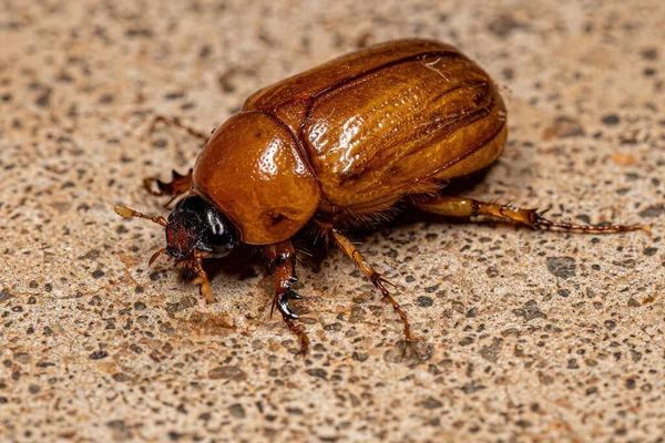 Ενηλίκων Brown Scarab Της Οικογένειας Scarabaeidae — Φωτογραφία Αρχείου