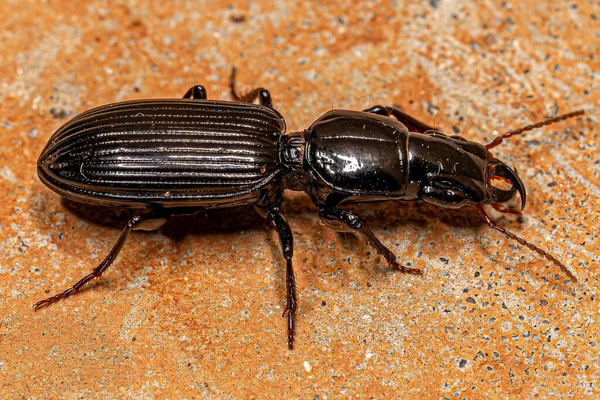 Escarabajo Pedunculado Adulto Subfamilia Scaritinae — Foto de Stock