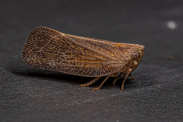 Ενηλίκων Nogodinid Planthopper Έντομο Του Genus Bladina — Φωτογραφία Αρχείου