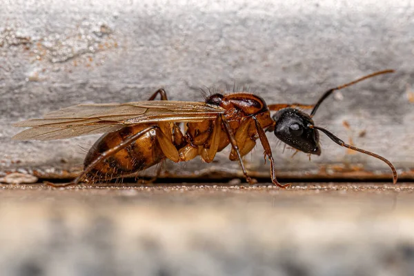Ausgewachsene Zimmermannskönigin Ameise Der Gattung Camponotus — Stockfoto