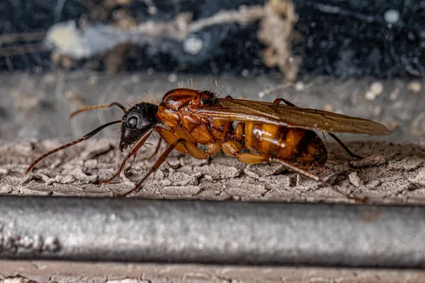 Dospělá Žena Tesařka Královna Ant Rodu Camponotus — Stock fotografie
