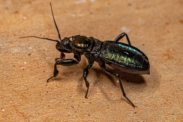 Peiratinae Alcsalád Corsair Bug Nmph — Stock Fotó