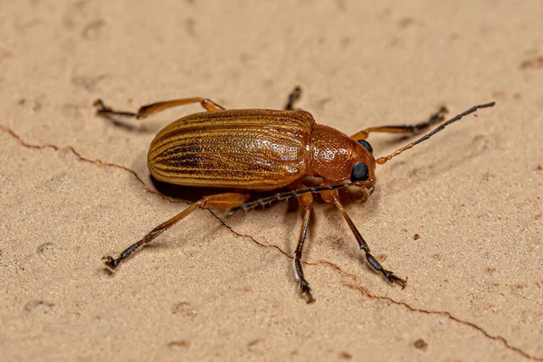 Yellow Adult Leaf Beetle Genus Metaxyonycha — Stock Photo, Image