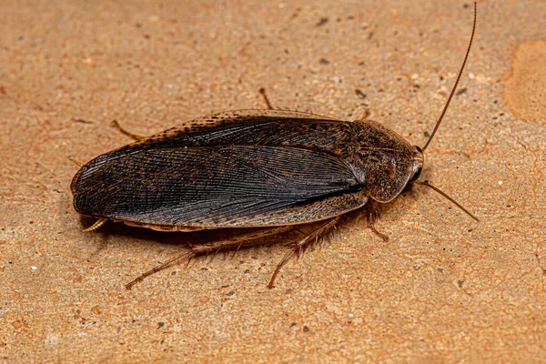 Adult Giant Cockroach Genus Epilampra — Stock Photo, Image