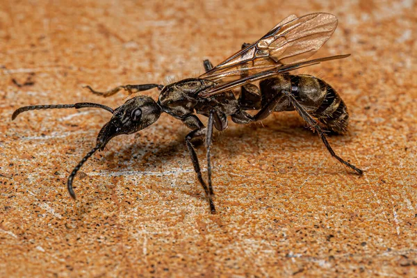 Dorosła Samica Ponerine Queen Ant Rodzaju Neoponera — Zdjęcie stockowe