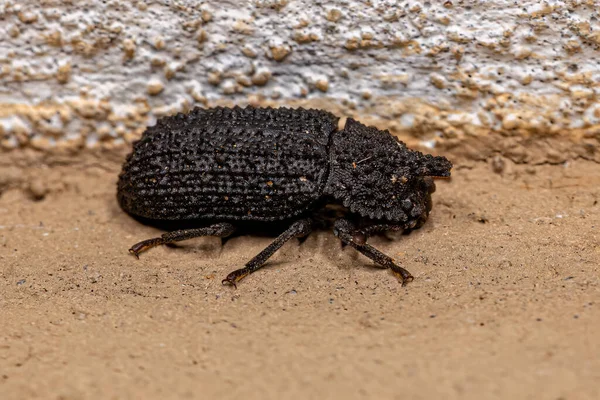 Ενηλίκων Darkling Beetle Της Οικογένειας Tenebrionidae — Φωτογραφία Αρχείου