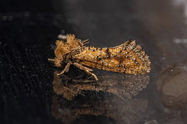 Adult Grass Tubeworm Moth Genus Acrolophus — Stockfoto