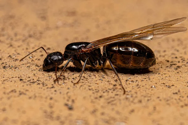 Adulto Feminino Carpinteiro Rainha Formiga Gênero Camponotus — Fotografia de Stock