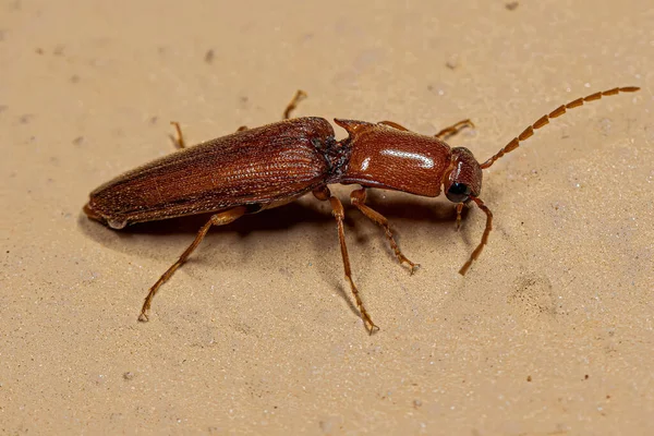 Adult Click Beetle Family Elateridae — 스톡 사진