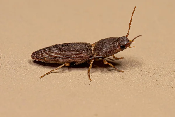Adult Click Beetle Family Elateridae — Stock Photo, Image