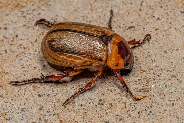Dospělý Hnědý Scarab Čeledi Scarabaeidae — Stock fotografie