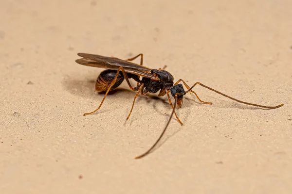 Männliche Erwachsene Myrmicine Ameise Aus Der Unterfamilie Myrmicinae — Stockfoto