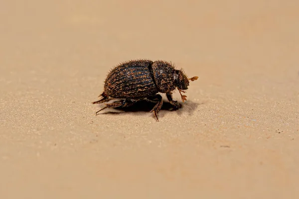 Adult Small Dung Beetle Subfamily Scarabaeinae — 图库照片