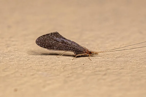 Dospělý Caddisfly Hmyz Řádu Trichoptera — Stock fotografie